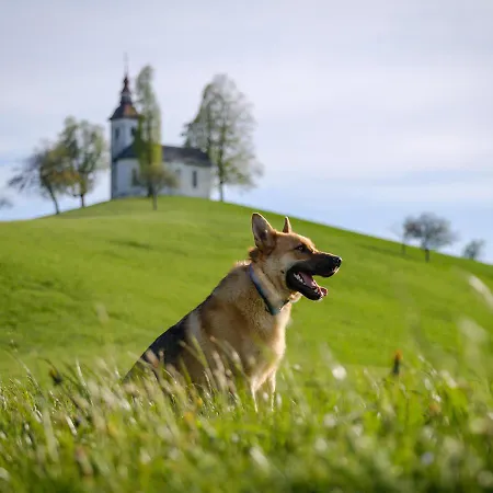 Apartmaji Pr Smolet アパート *