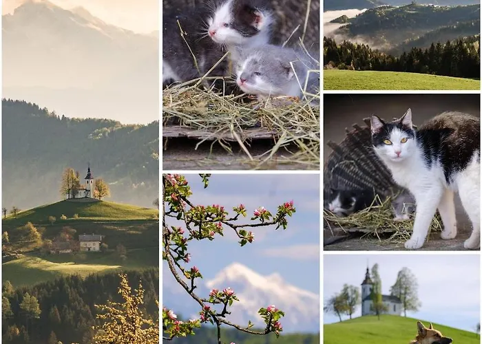 Apartmaji Pr Smolet * שקופיה-לוקה