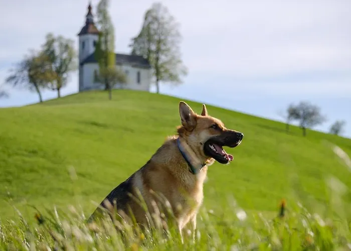 Apartmaji Pr Smolet דירה *